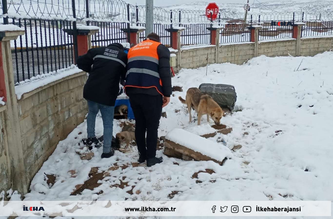 Kar yağışından etkilenen sokak hayvanları unutulmadı