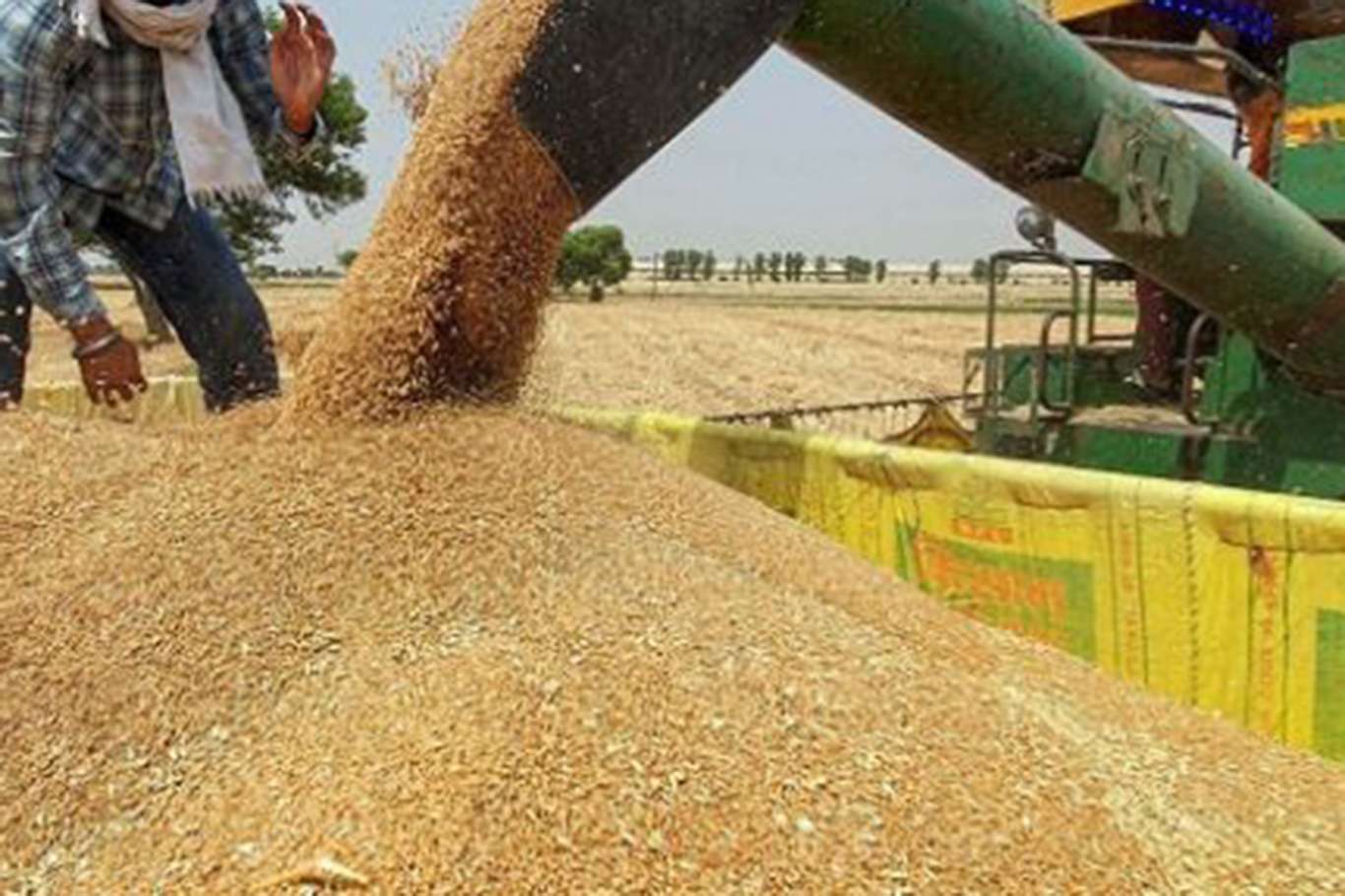 Hindistan buğday ihracatını acil yasakladı  