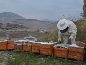 Bal arılarının kışlatma hazırlıklarında nelere dikkat edilmeli!
