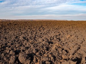 ABDde kuraklık nedeniyle birçok arazide ekim yapılamadı  