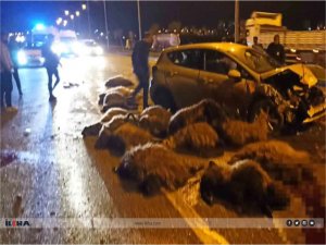 Otomobil koyun sürüsüne çarptı: 5 yaralı  