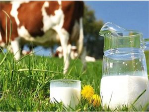 Ticari süt işletmelerince 911 bin ton inek sütü toplandı  