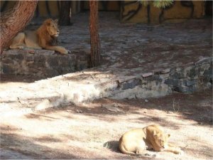 Fotoğraf çekmek için kafese giren aileye aslan saldırdı: 4 yaşındaki çocuk yaralandı 
