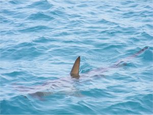 Fransada balık avlayan bir kişi köpek balığı saldırısında öldü  