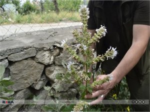 Siirte özgü endemik bitki Salvia Siirtica çiçek açtı 