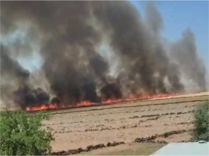 Diyarbakırda 100 dönüm ekili alan yandı  
