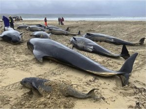 İskoçyada kıyıya vuran 55 pilot balina öldü  