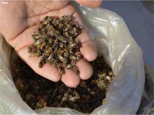 Brezilyada böcek ilacıyla 100 milyondan fazla arı öldürüldü  