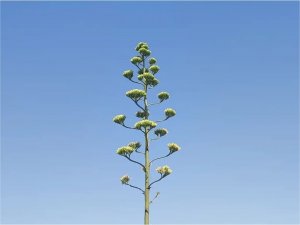 Ömründe sadece bir kere çiçek açan agave bitkisinin faydaları nelerdir?  