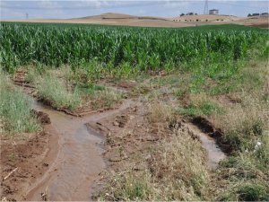 Tarım arazilerinde su ve elektrik israfı kaynakları zorluyor 