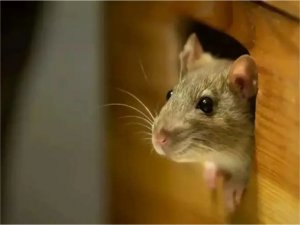 İspanyada fare öldürene 18 ay hapis cezası  