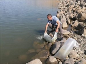 Diyarbakırda 40 ayrı su kaynağına 2 milyon 900 bin yavru sazan balığı bırakıldı  