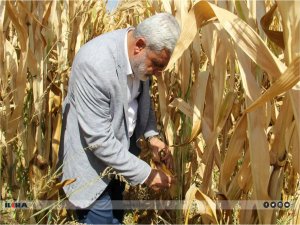 Mısır çiftçilerini ziyaret eden Turgut: Çiftçi ektiği ürünün sermayesini bile çıkaramıyor
