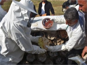 Siirt’te Çemikari Yaylası’nda bal hasadı yapıldı 