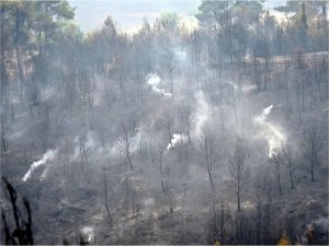 Çanakkaledeki orman yangını 700 hektarlık alanı etkiledi  