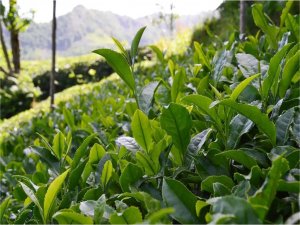 Çay üreticilerine 303 milyon lira ödeme yapılacak  