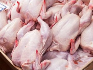 Tavuk eti üretimi 204 bin ton olarak gerçekleşti 