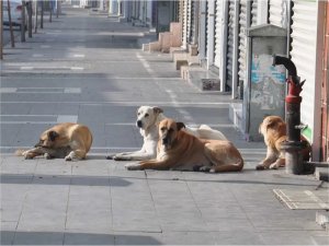 Ankara Valiliğinden sokak hayvanları ile ilgili belediyelere uyarı 