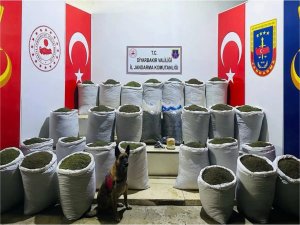 Diyarbakırda 611 kilogram toz esrar ele geçirildi  