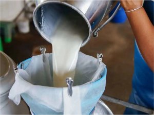 Ticari süt işletmelerince 915 bin ton inek sütü toplandı  