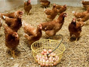 Tavuk eti ve yumurta üretimi arttı  