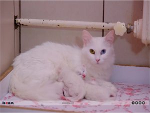 Yılın ilk yavru Van kedileri dünyaya geldi 