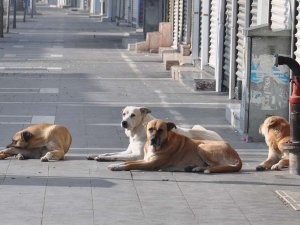 Köpekten kaçarken otomobilin çarptığı çocuk öldü