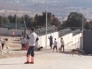 Konya hayvan bakımevindeki köpekler muayene edilecek