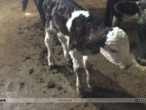 Siirt’te Etçi ve Kombine Irkların Yaygınlaştırılması Projesi kapsamında ilk buzağılar dünyaya geldi