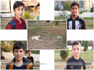 Sokak köpekleri nedeniyle öğrenciler okula gitmeye korkuyor