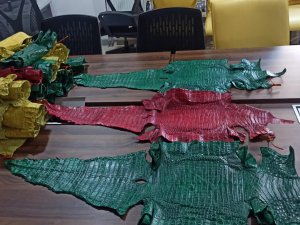 Hakkaride 21 timsah derisi ele geçirildi