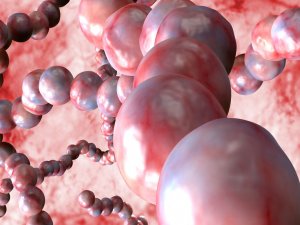Strep Adan korunmak için dikkat edilmesi gerekenler