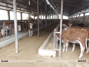 Kasaplar: Et fiyatlarındaki artışın sebebi hayvan sayısının azlığındandır