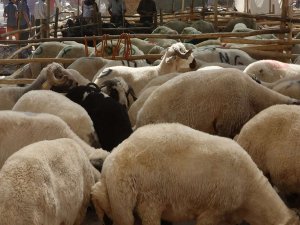 Zonguldakta 50 köyün küçükbaş hayvanları karantinaya alındı