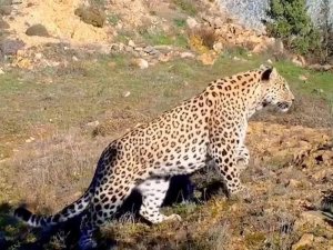 Anadolu Leoparı iki ayrı bölgede görüntülendi