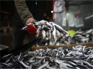 Hamsi avcılığı bugünden itibaren durduruldu