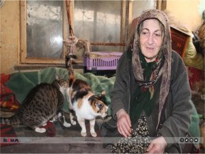 Kedilerini bırakmak istemeyen Fatma nine ağır hasarlı evden çıkmıyor