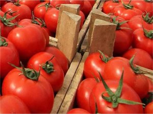 Tarım ve Orman Bakanlığı domates ihracatını kısıtlama kararını kaldırdı