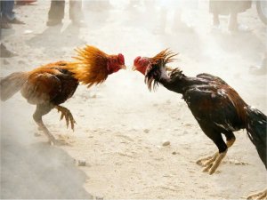 Horoz dövüştüren 102 kişiye 464 bin lira ceza