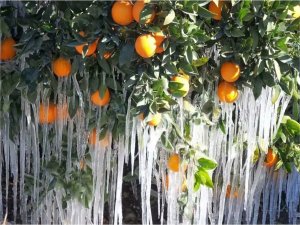 Meteorolojiden zirai don uyarısı