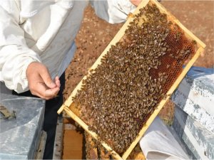 Geçtiğimiz yıl 118 bin 297 ton bal üretildi