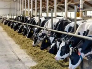 Siirtte tedbir amaçlı kapatılan hayvan pazarı tekrar açıldı