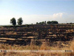 Anız yakmak hem toprağı hem çevreyi öldürüyor