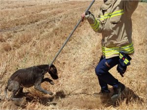 Mardin’de günlerce logar çukurunda mahsur kalan köpek itfaiye tarafından kurtarıldı