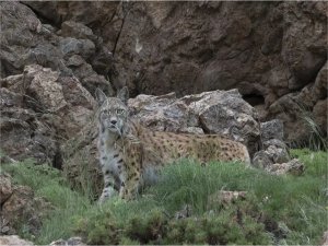 Koruma altındaki vaşak görüntülendi