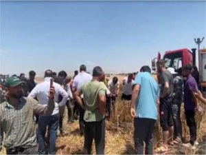 Mardinde 50 dönümlük arazi küle döndü