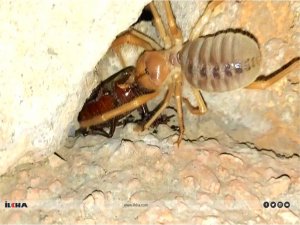 Zehri ile bir insanı öldürebilen Sarıkız Örümceği avlanırken görüntülendi