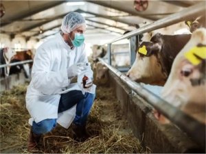 Karabükte şap alarmı