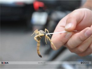 Çarşı merkezindeki akrep paniğe neden oldu