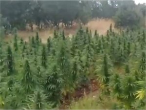 Diyarbakırda yüklü miktarda uyuşturucu ele geçirildi  